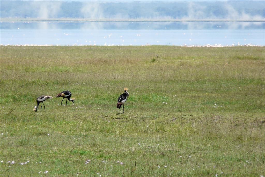 KENIA - LAKE NAKURU NATIONAL PARK - drie grijze kroonkraan vogels