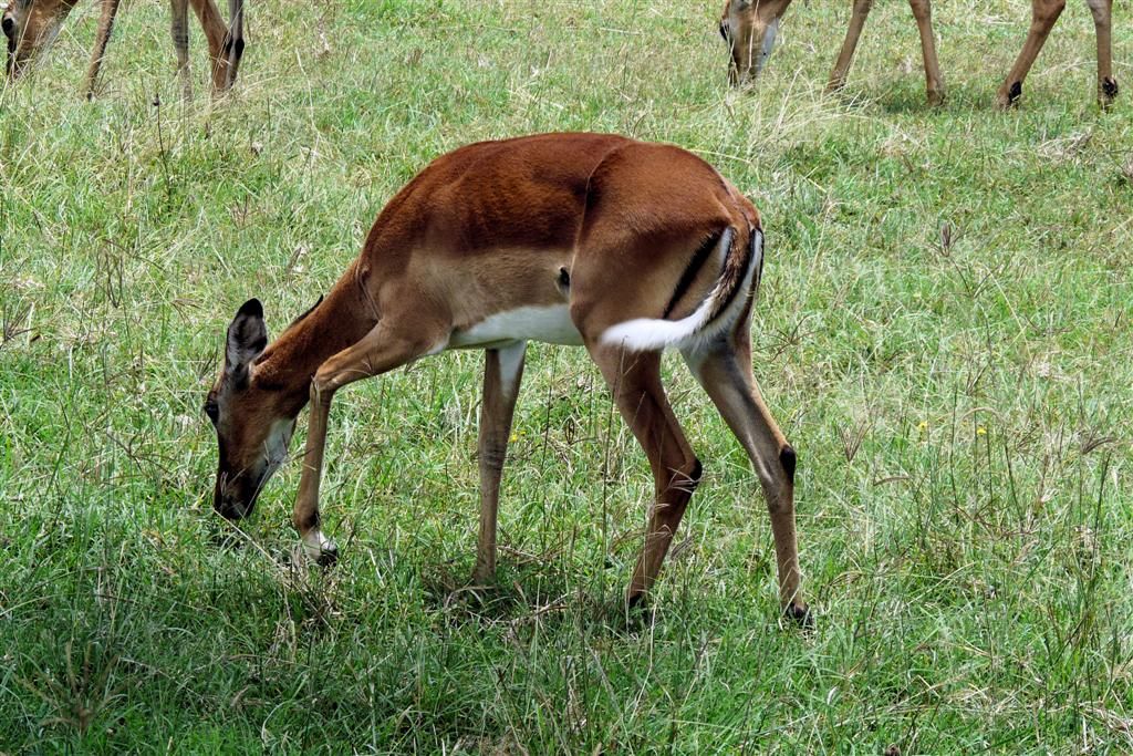 KENIA - LAKE NAKURU NATIONAL PARK - een impala