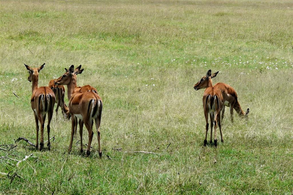 KENIA - LAKE NAKURU NATIONAL PARK - een groepje impala's