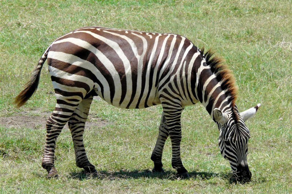 KENIA - LAKE NAKURU NATIONAL PARK - een zebra