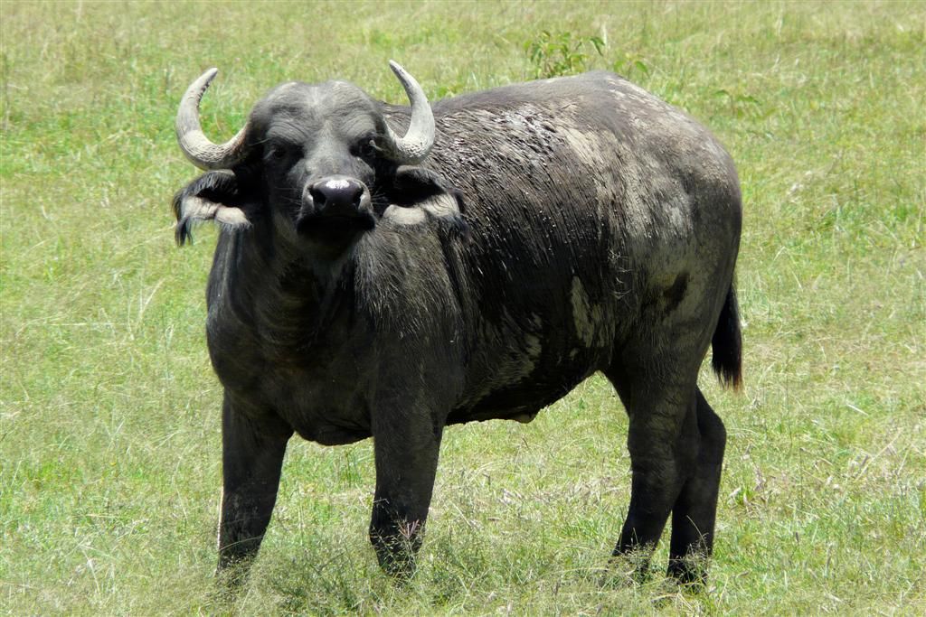 KENIA - LAKE NAKURU NATIONAL PARK - een Kaapse buffel