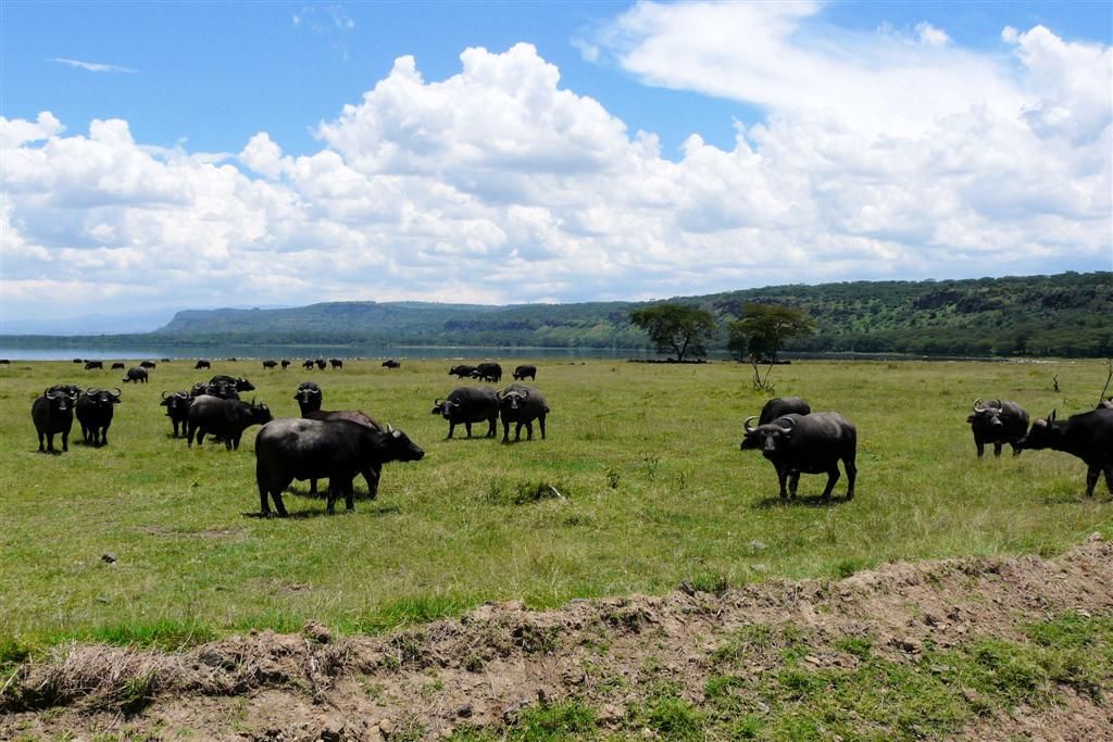 KENIA - LAKE NAKURU NATIONAL PARK - een kudde Kaapse buffels
