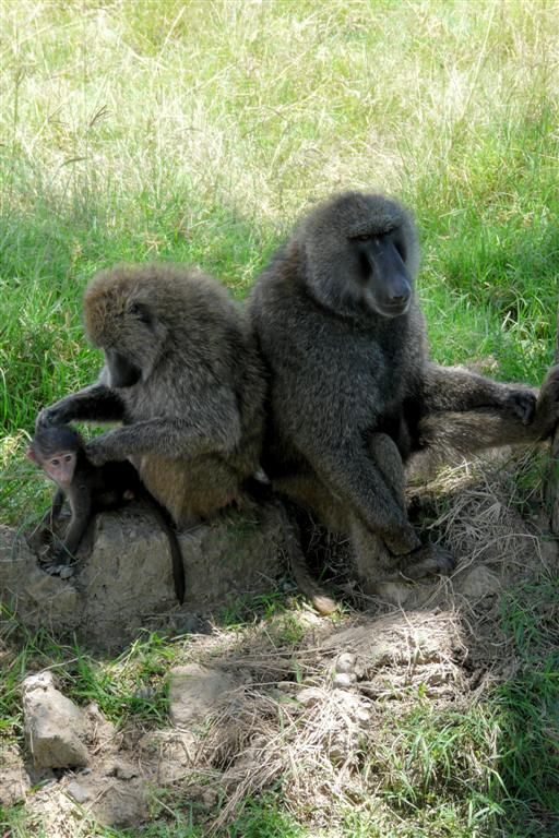 KENIA - LAKE NAKURU NATIONAL PARK - een baviaan gezin
