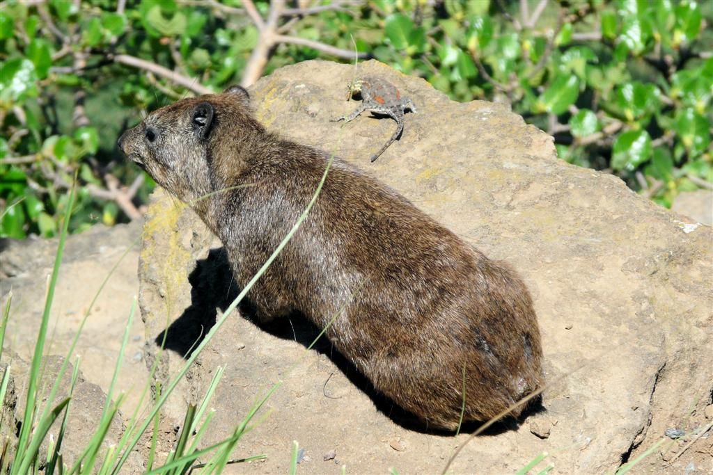 KENIA - LAKE NAKURU NATIONAL PARK - een rotsklipdas