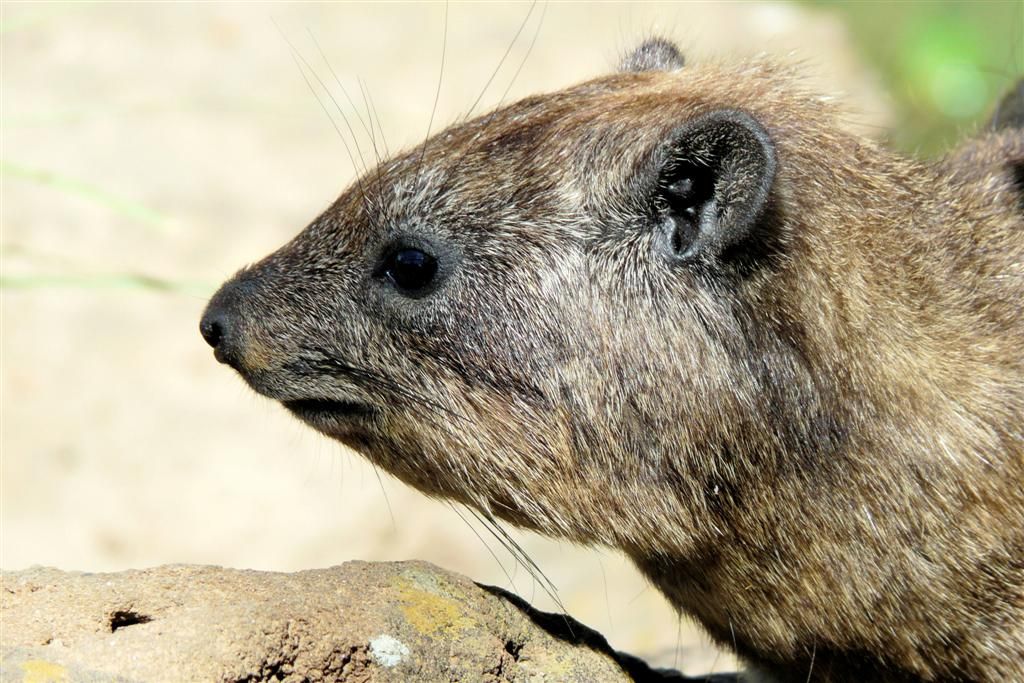 KENIA - LAKE NAKURU NATIONAL PARK - een rotsklipdas