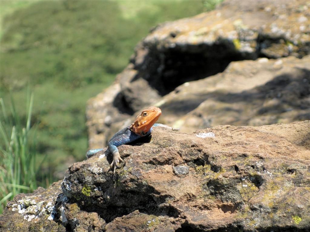 KENIA - LAKE NAKURU NATIONAL PARK - een Keniaanse rots agama