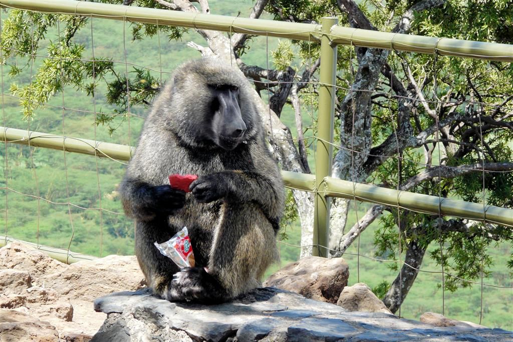 KENIA - LAKE NAKURU NATIONAL PARK - een baviaan bij Baboon Cliff