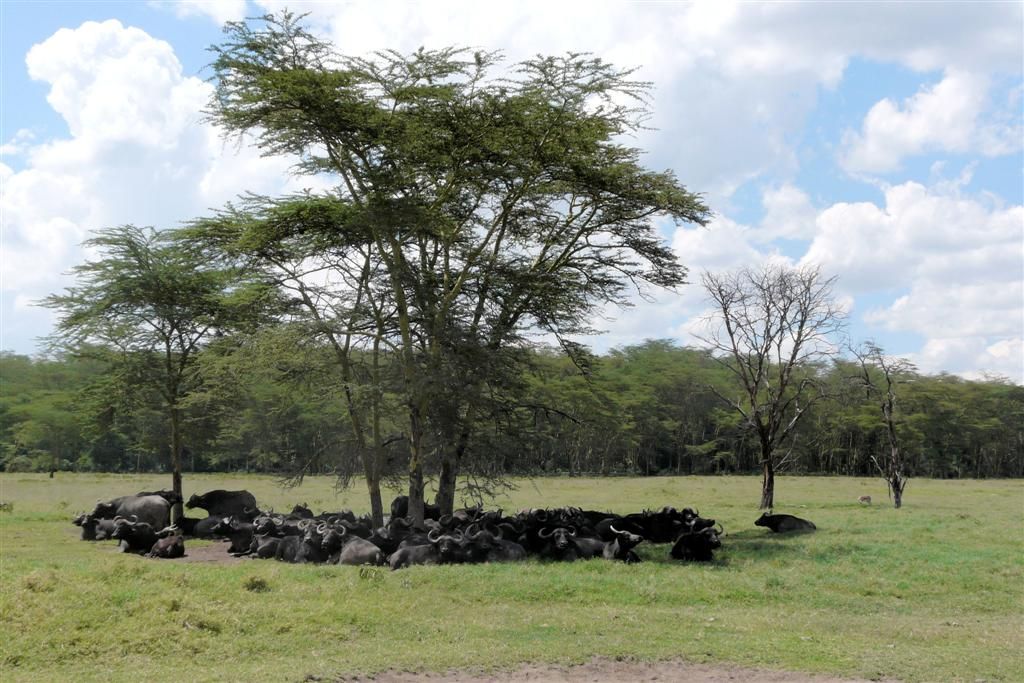 KENIA - LAKE NAKURU NATIONAL PARK - een kudde Kaapse buffels onder een boom