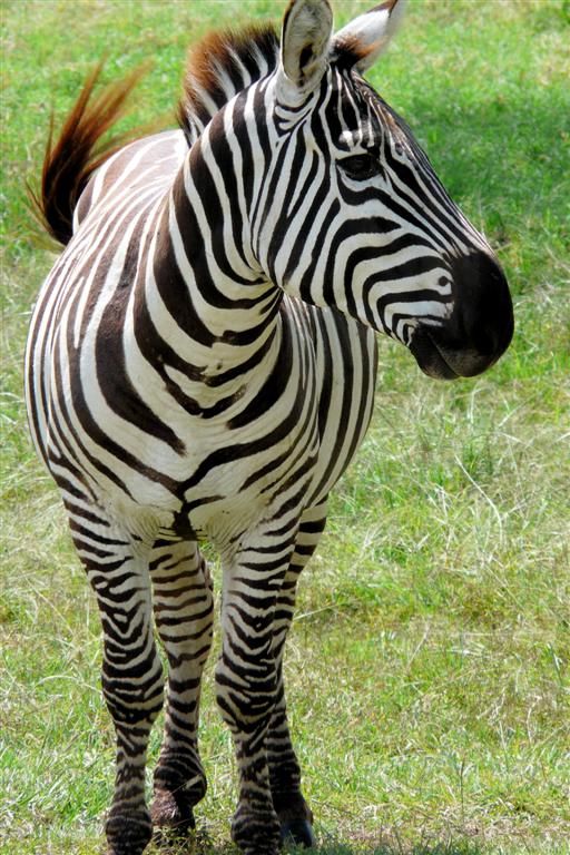 KENIA - LAKE NAKURU NATIONAL PARK - een zebra