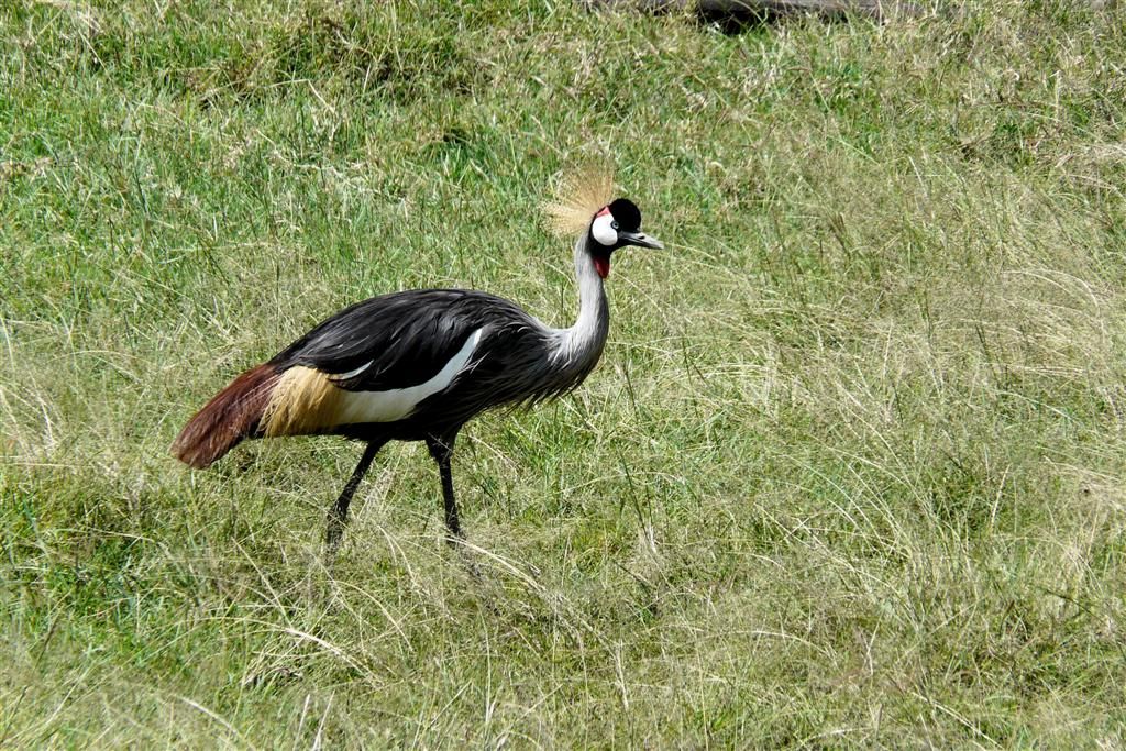 KENIA - LAKE NAKURU NATIONAL PARK - een grijze kroonkraan vogel