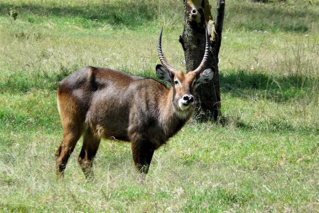 KENIA - LAKE NAKURU NATIONAL PARK - een waterbok