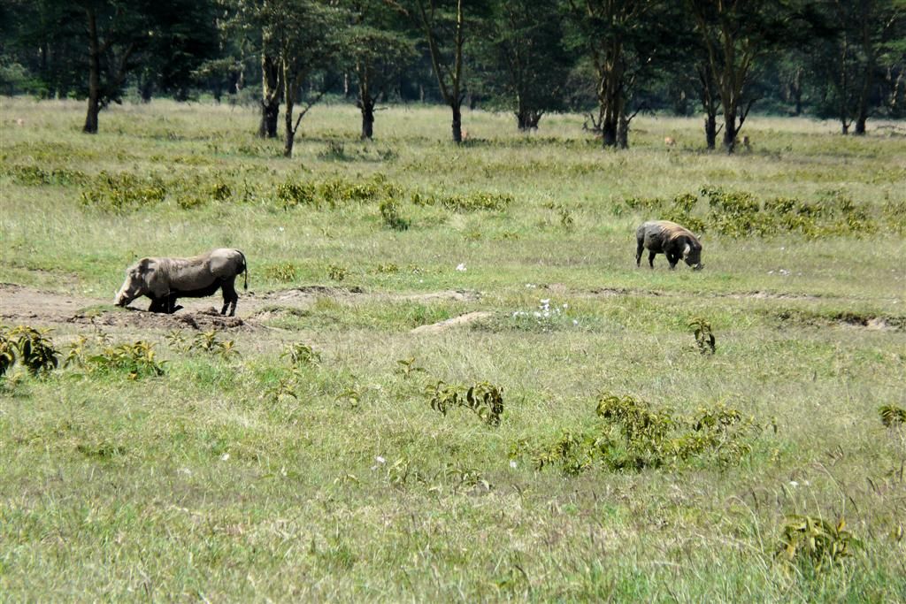 KENIA - LAKE NAKURU NATIONAL PARK - twee wilde zwijnen