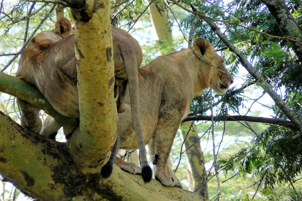 KENIA - LAKE NAKURU NATIONAL PARK - twee leeuwen in een boom