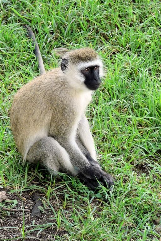 KENIA - LAKE NAKURU NATIONAL PARK - een groene meerkat aap
