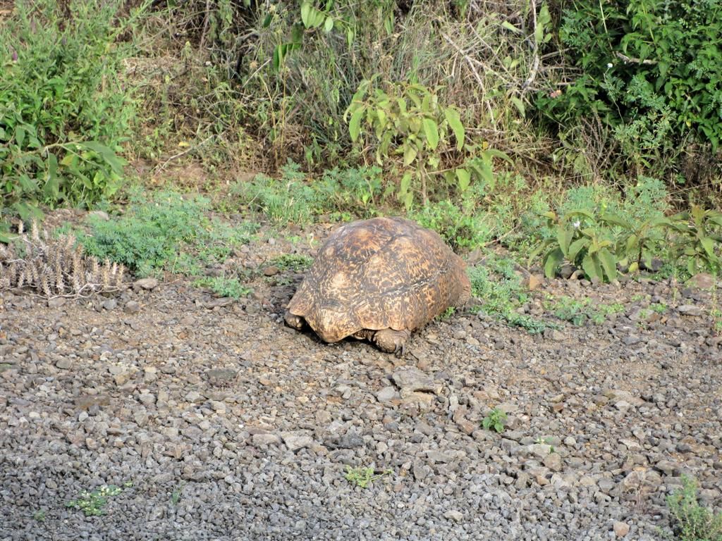 KENIA - LAKE NAKURU NATIONAL PARK -> BARINGOMEER - een schildpad langs de weg