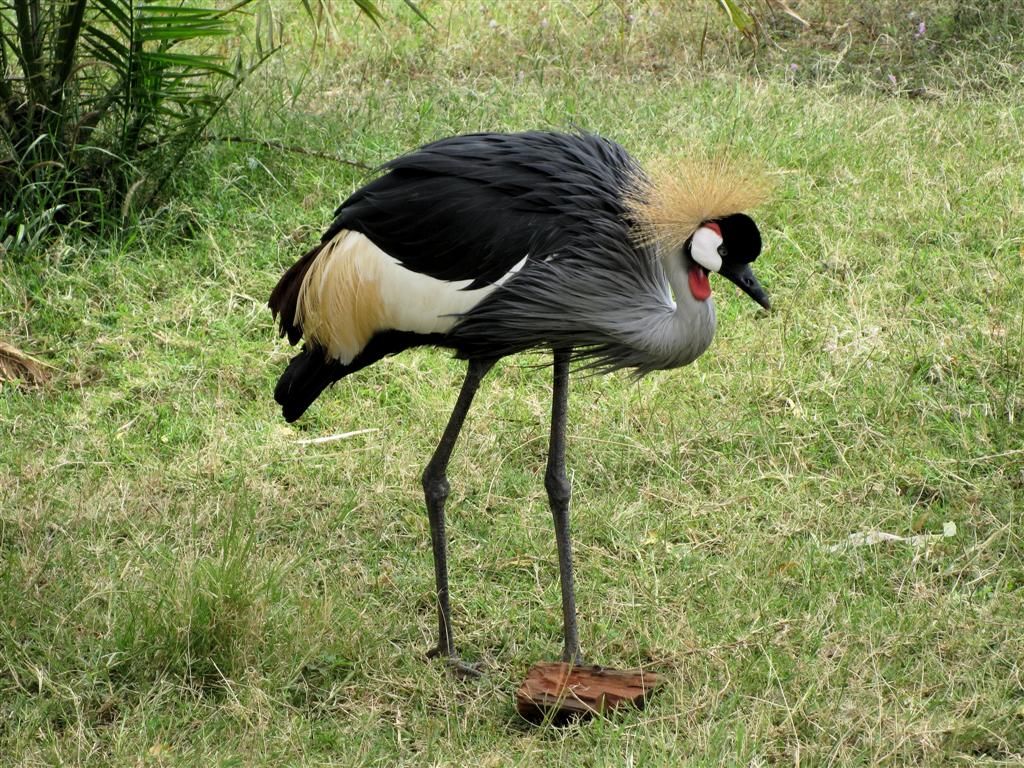 KENIA - BARINGOMEER - een grijze kroonkraan vogel