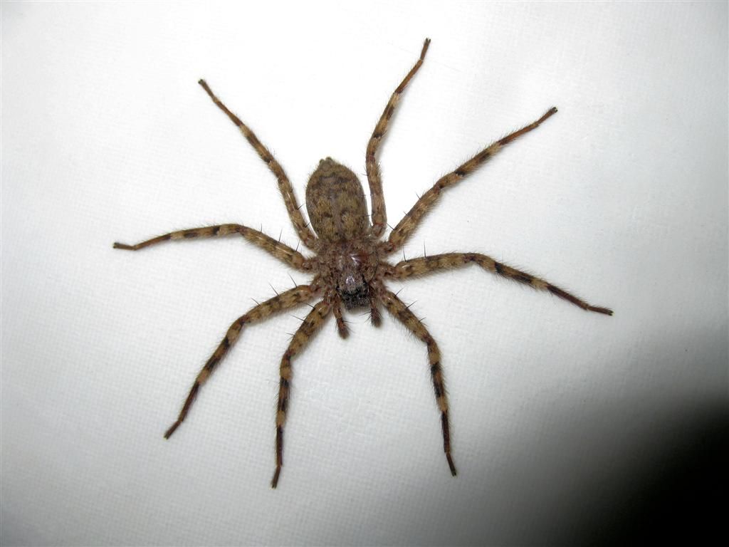 KENIA - BARINGOMEER - een spin in de badkamer