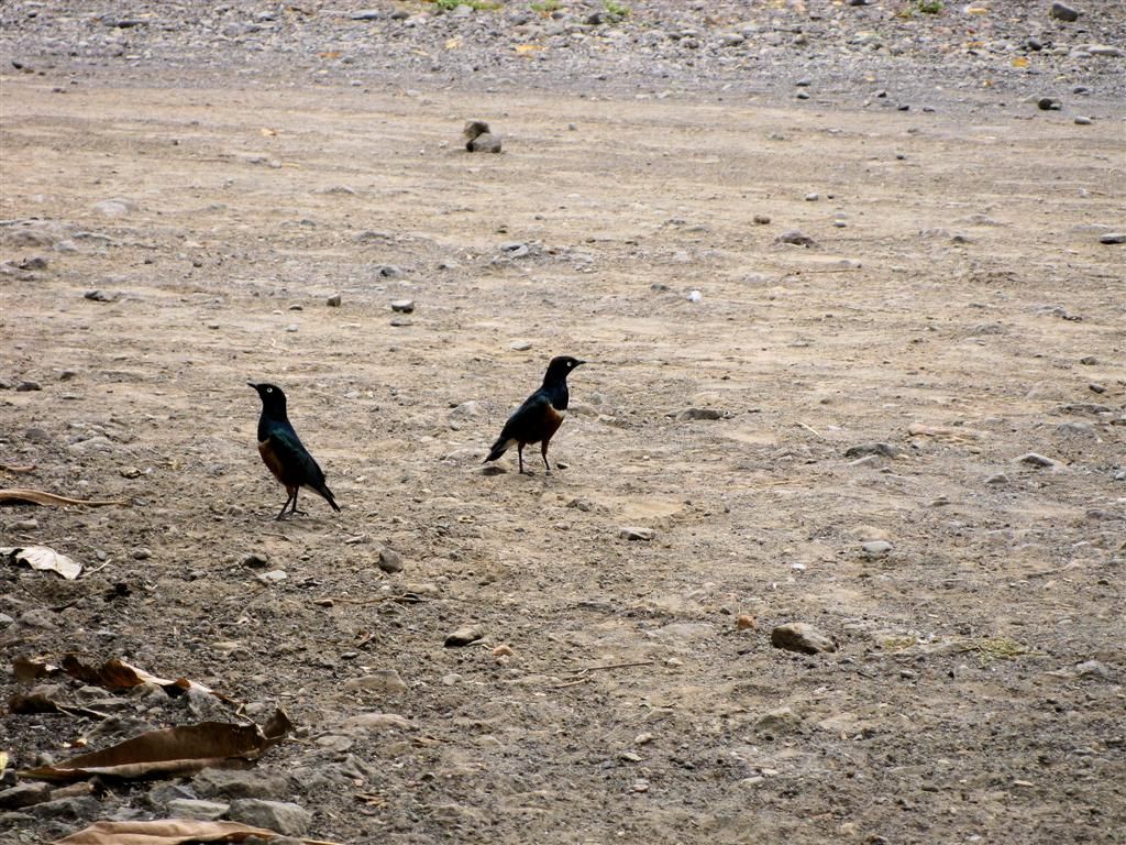 KENIA - BARINGOMEER - twee driekleurglansspreeuwen