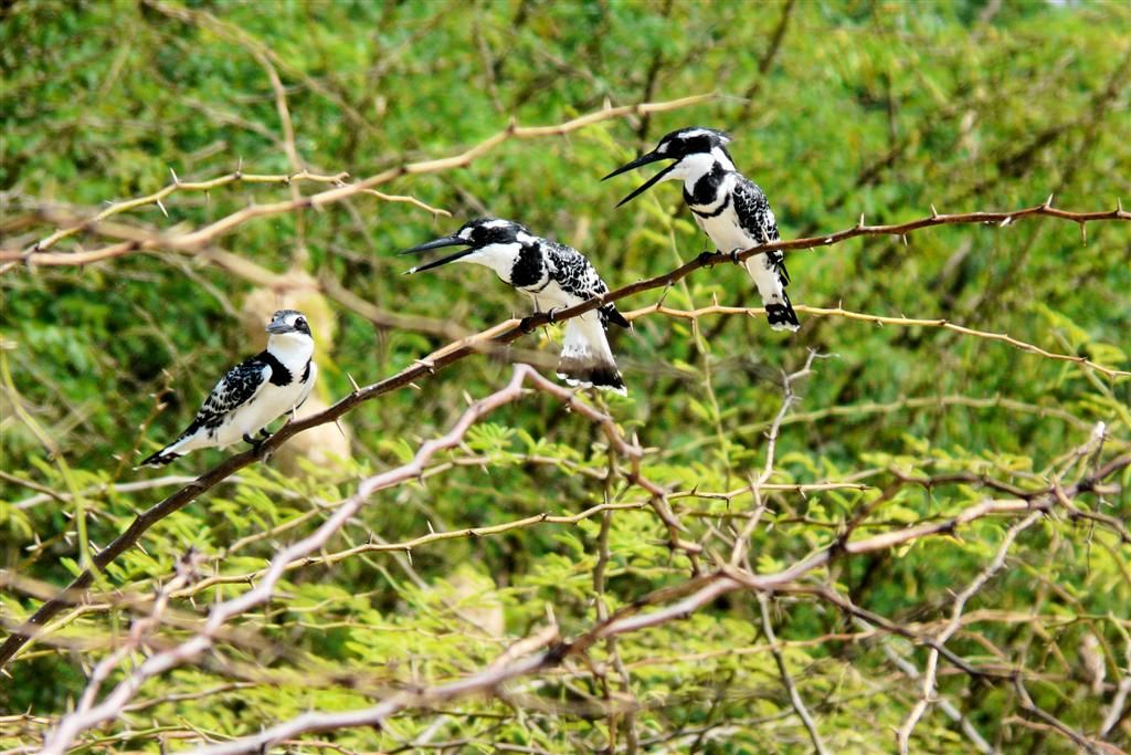 KENIA - BARINGOMEER - drie bonte ijsvogels