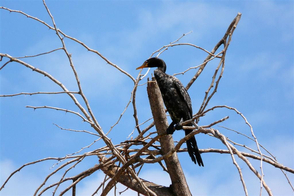 KENIA - BARINGOMEER - een aalscholver