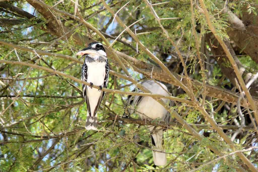 KENIA - BARINGOMEER - een bonte ijsvogel met vis
