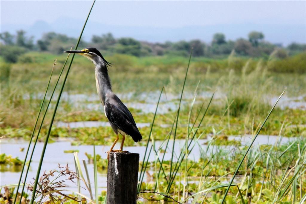 KENIA - BARINGOMEER - een mangrovereiger