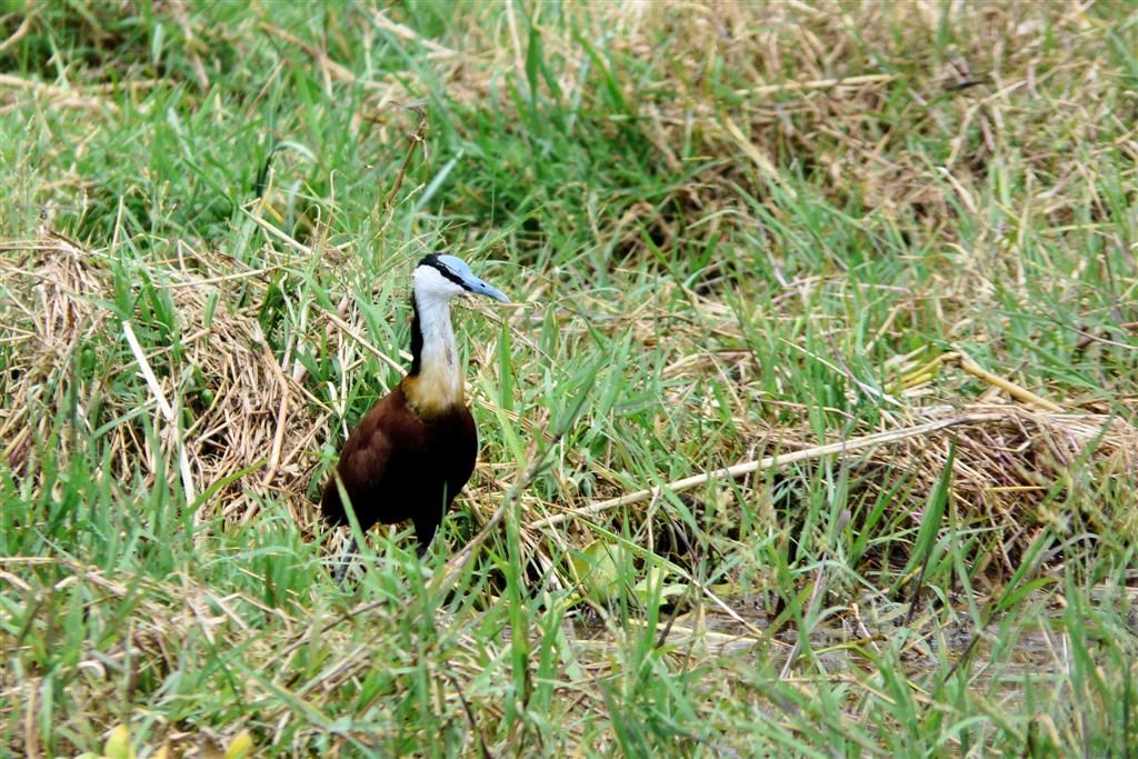 KENIA - BARINGOMEER - een Afrikaanse jacana