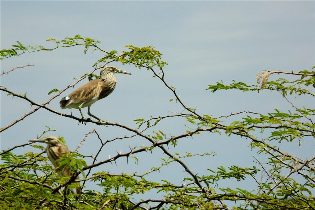 KENIA - BARINGOMEER - twee ralreigers