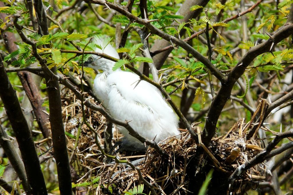 KENIA - BARINGOMEER - een jonge kleine zilverreiger