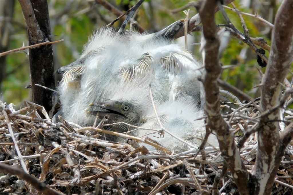 KENIA - BARINGOMEER - een nest met twee kleine zilverreigers