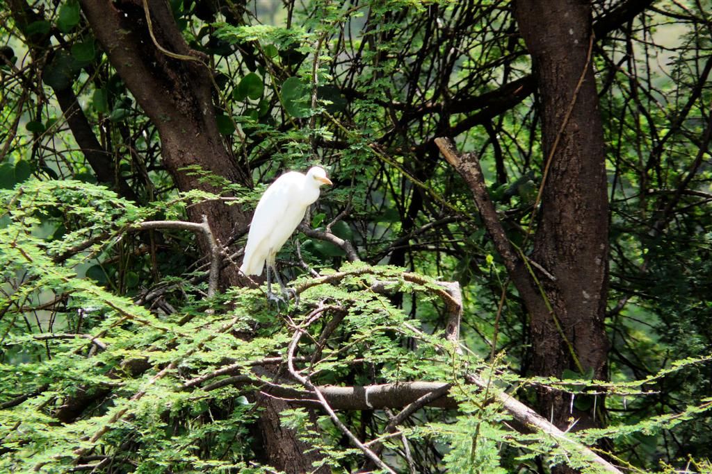 KENIA - BARINGOMEER - een grote zilverreiger