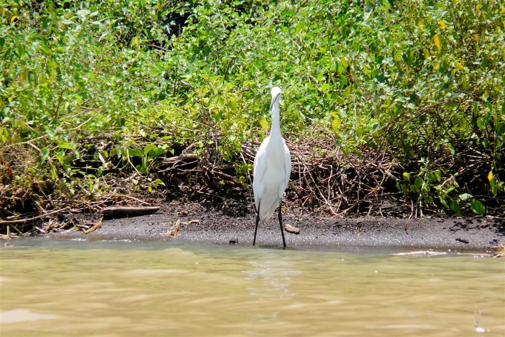 KENIA - BARINGOMEER - een kleine zilverreiger