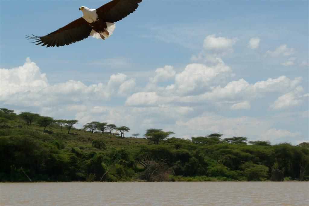 KENIA - BARINGOMEER - een Afrikaanse zeearend