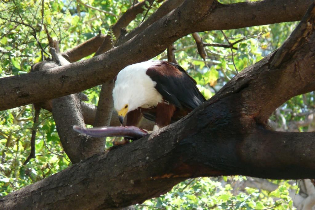 KENIA - BARINGOMEER - een Afrikaanse zeearend met vis