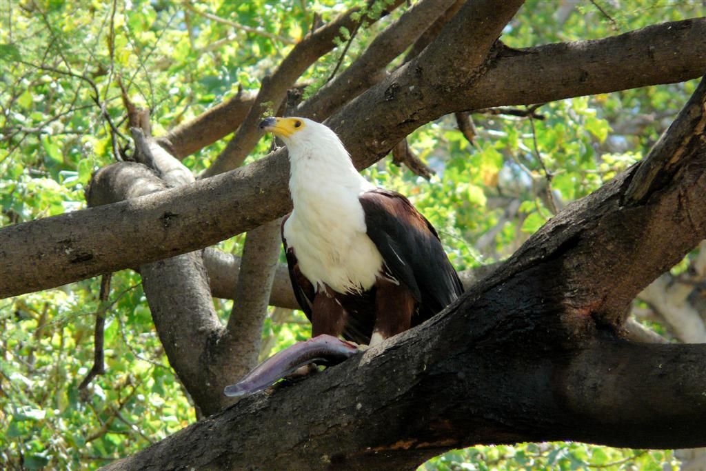 KENIA - BARINGOMEER - een Afrikaanse zeearend met vis