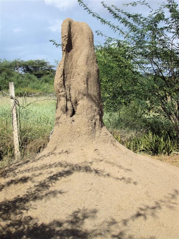 KENIA - BARINGOMEER - een termietenheuvel