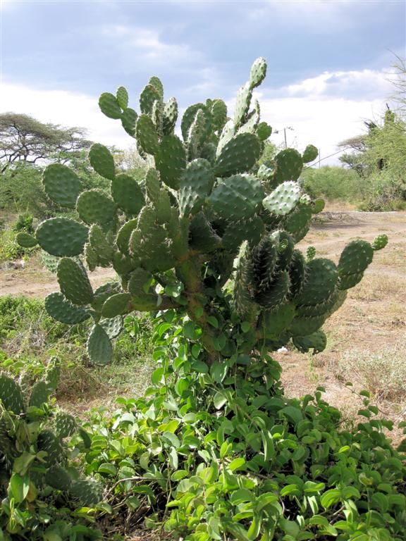 KENIA - BARINGOMEER - een cactus