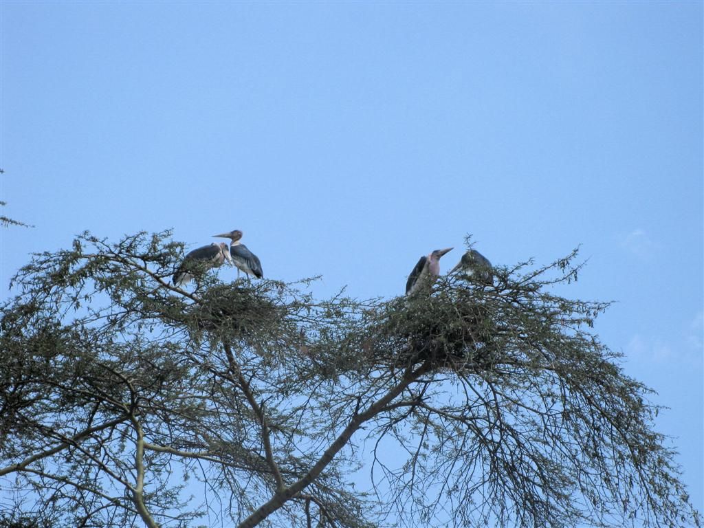 KENIA - NAIVASHA - maraboes in een boom