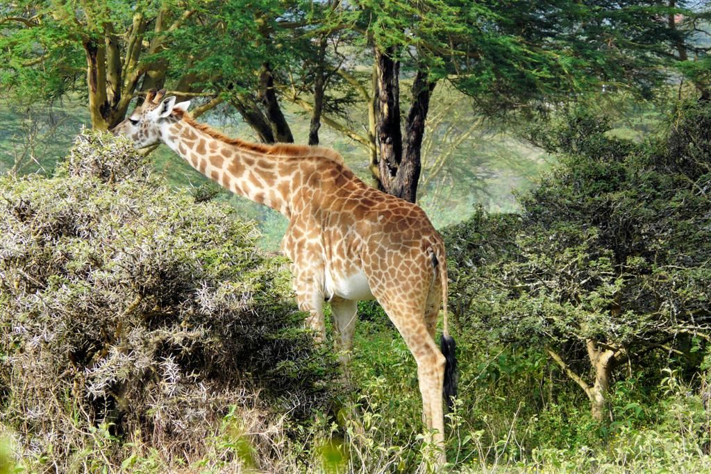 KENIA - NAIVASHA - een masai giraffe