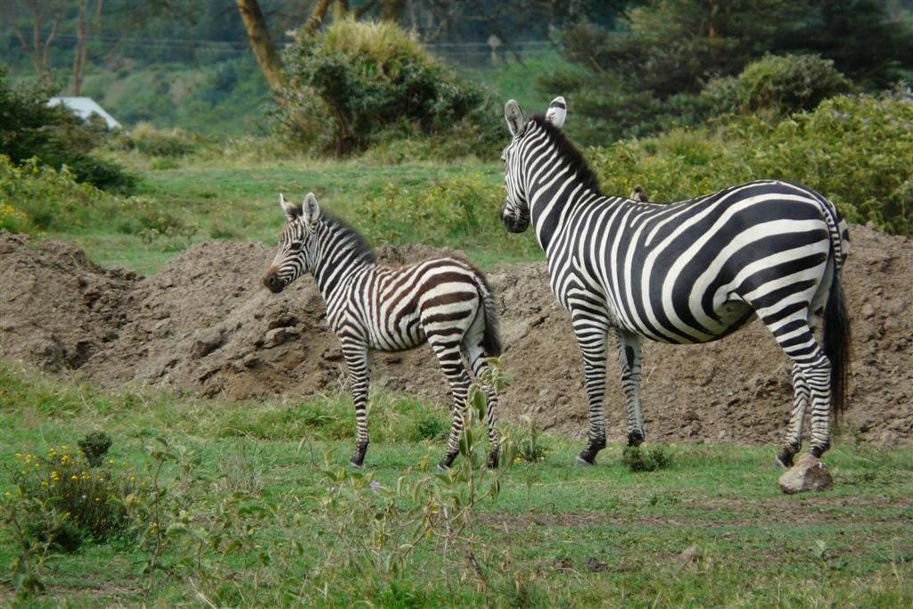 KENIA - NAIVASHA - een zebra met jong