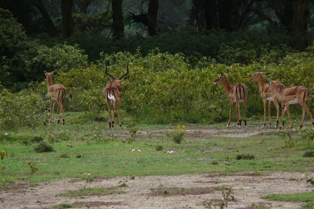 KENIA - NAIVASHA - een groep impala's