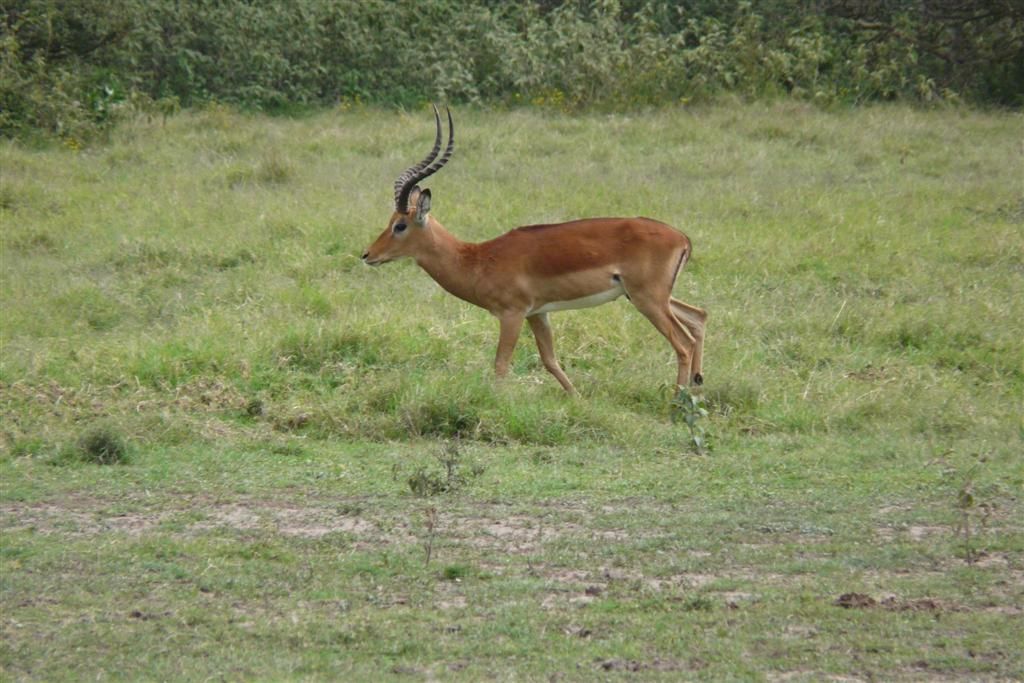 KENIA - NAIVASHA - een impala