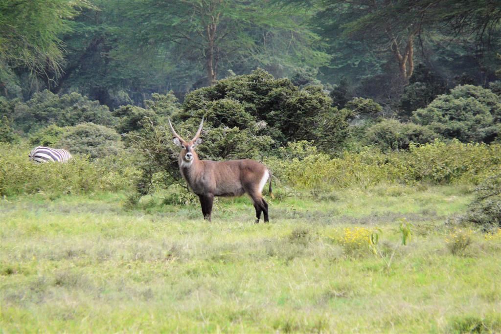 KENIA - NAIVASHA - een waterbok
