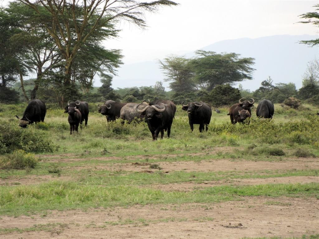KENIA - NAIVASHA - kudde Kaapse buffels