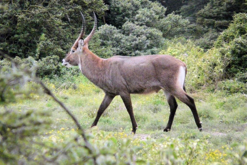 KENIA - NAIVASHA - een waterbok