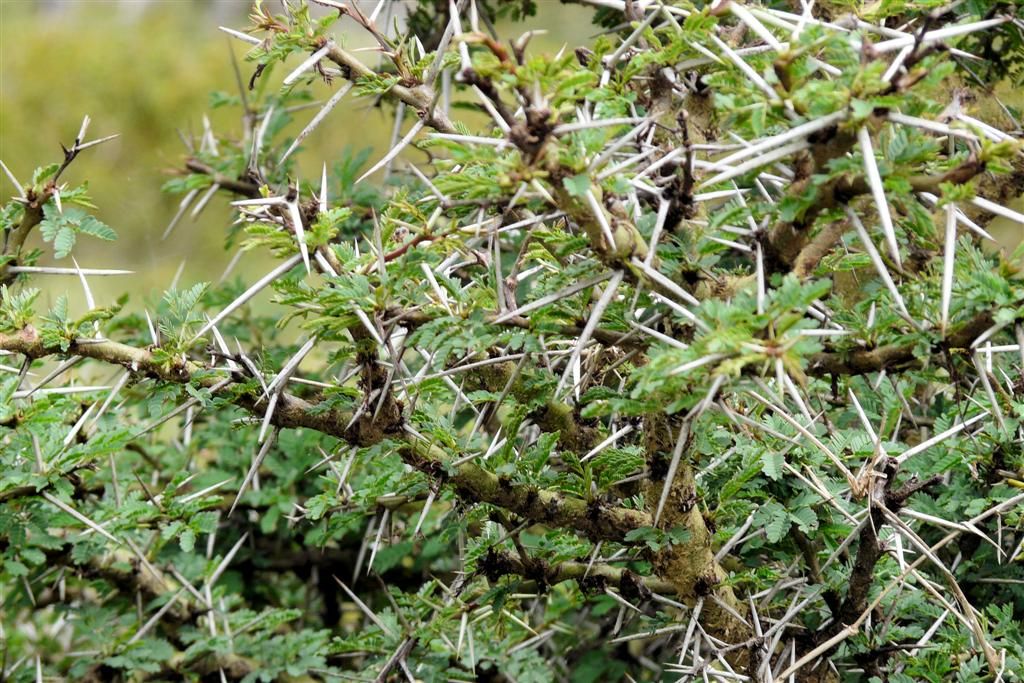 KENIA - NAIVASHA - de doornen van een acacia boom