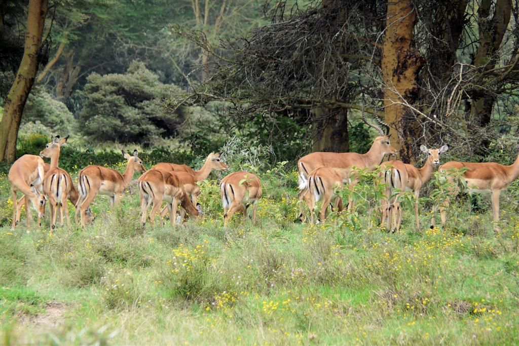KENIA - NAIVASHA - een groep impala's
