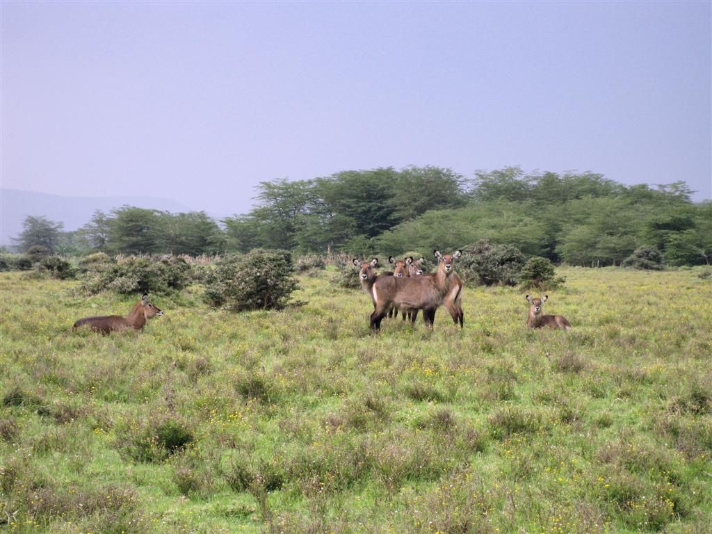 KENIA - NAIVASHA - een groep waterbokken