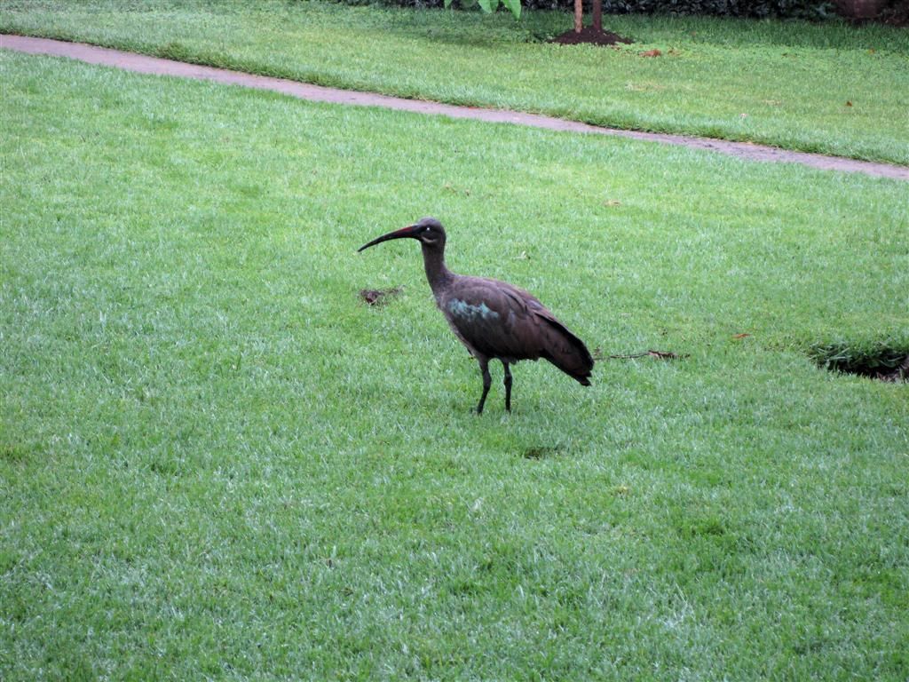 KENIA - NAIVASHA - een hadeda ibis