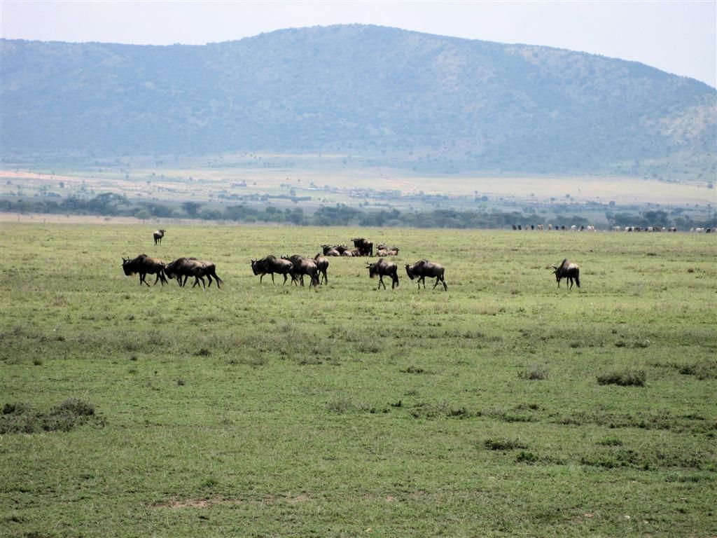 KENIA - NAIVASHA -> MASAI MARA NATIONAL PARK - een kudde gnoes